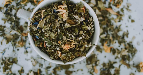 Té Torote Prieto: The Sonoran Tea Tradition